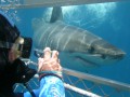 Shark Cage Dive Gansbaai TRF Adult Day Tour Incl. Transfer