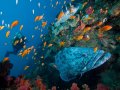 Discover Scuba Course Ocean