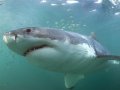 Afternoon Shark Cage Diving False Bay TRF