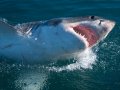 Afternoon Shark Cage Diving False Bay TRF