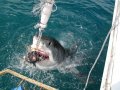 Afternoon Shark Cage Diving False Bay TRF