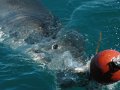 Afternoon Shark Cage Diving False Bay TRF