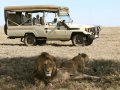 Safari Inverdoorn O/N TRF Adult Standard