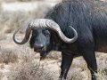 Safari Inverdoorn O/N TRF Adult Standard