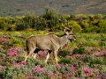 Safari Inverdoorn O/N TRF Adult Standard