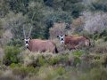 Safari Inverdoorn O/N TRF Adult Standard