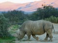 Safari Inverdoorn O/N TRF Adult Standard