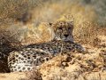 Safari Inverdoorn O/N TRF Adult Standard
