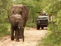 Safari Inverdoorn O/N TRF Adult Standard
