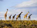 Safari Inverdoorn O/N TRF Adult Standard