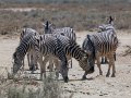 Safari Inverdoorn O/N TRF Adult Standard