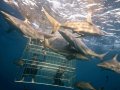 Shark Cage Diving Durban SD