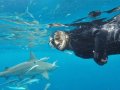 Shark Cage Diving Durban SD