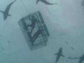 Shark Cage Diving Durban SD