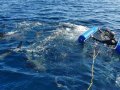 Shark Cage Diving Durban SD