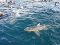 Shark Cage Diving Durban SD