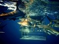 Shark Cage Diving Durban SD