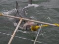 Shark Cage Dive Gansbaai SD Adult
