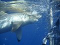 Shark Cage Dive Gansbaai SD Adult