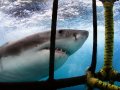 Shark Cage Dive Gansbaai SD Adult