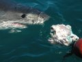 Shark Cage Dive Gansbaai TRF Adult