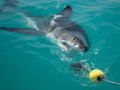 Morning Shark Cage Diving False Bay SD