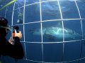 Morning Shark Cage Diving False Bay TRF