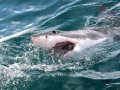 Morning Shark Cage Diving False Bay TRF