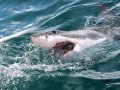 Morning Shark Cage Diving False Bay SD