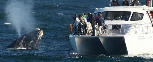 Boat Whale Watching TRF