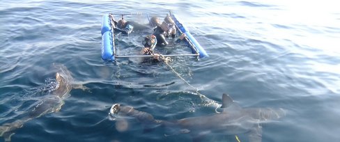 Shark Cage Diving Durban SD