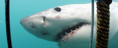 Shark Cage Dive Gansbaai Charter Adult