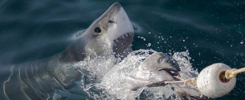 Afternoon Shark Cage Diving False Bay SD