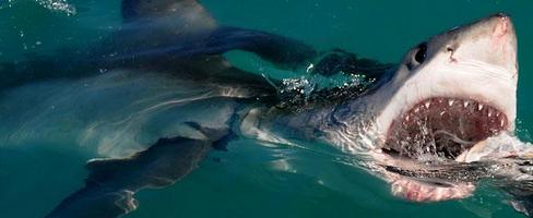 Day Tour  Shark Cage Diving Cape Town