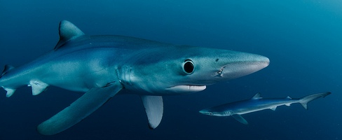 Blue & Mako Shark Dive