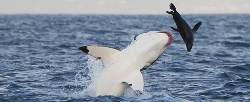 Shark Breaching False Bay Morning Trip