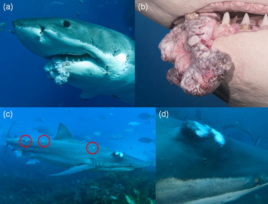 shark-tumors-use