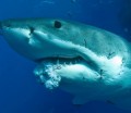 Sharks Do Get Cancer: Tumor Found in Great White