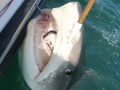 Australian shark-cull plan draws scientists' ire