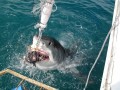Morning Shark Cage Diving False Bay SD Day Tour Self Drive