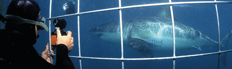 Shark Cage Diving at its best